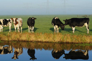 PvdA Zwartewaterland: geen stad in polder Mastenbroek!